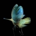 wrasse_napoleon_bc_v_0273_pal2346.jpg